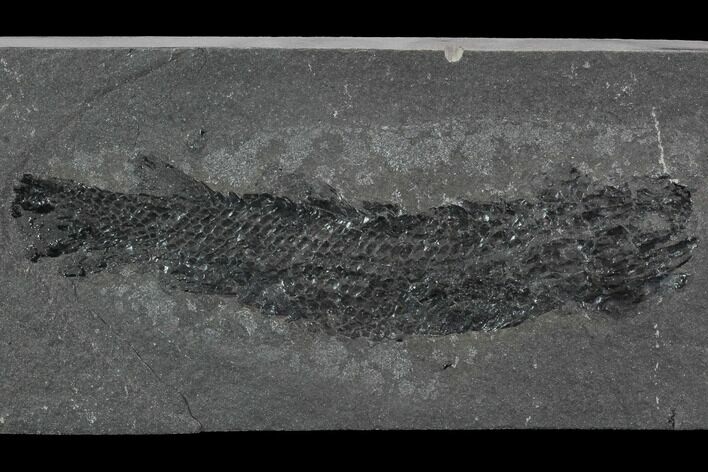 Devonian Lobed-Fin Fish (Osteolepis) - Scotland #98041